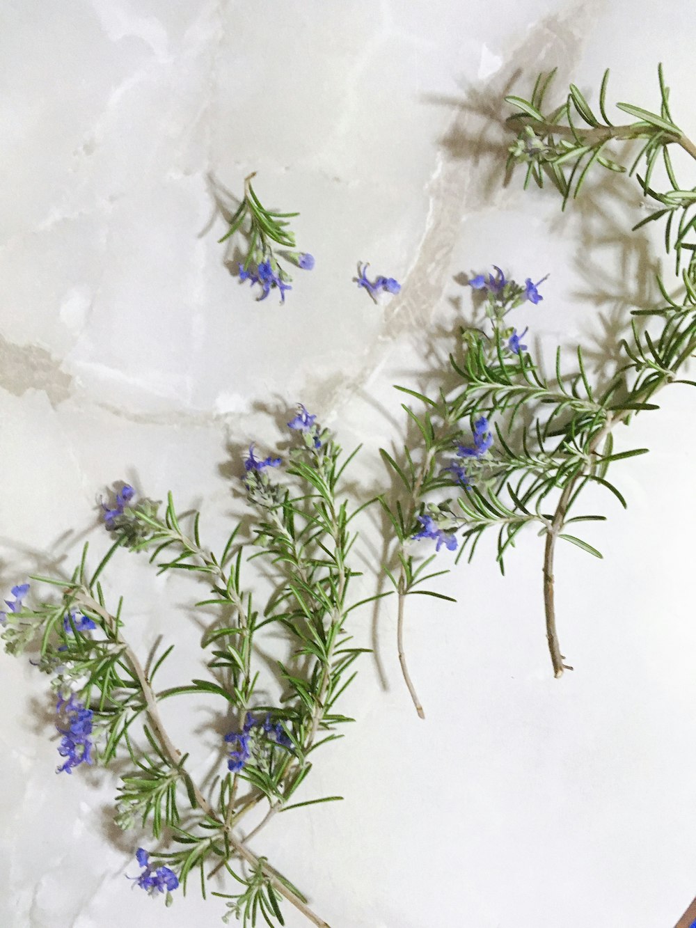 green and blue plant on white wall