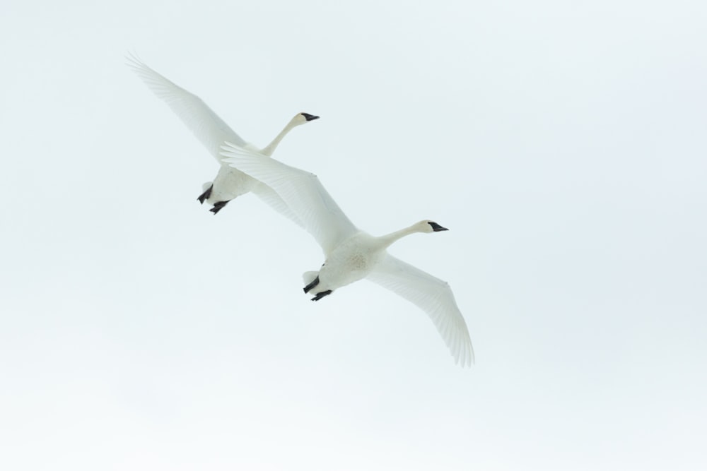 white bird flying during daytime