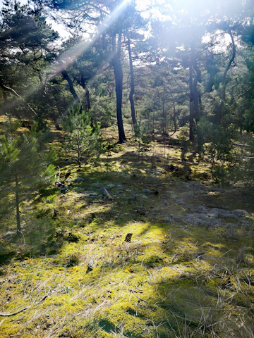 Warm sunlight filtering through ancient forest trees, casting gentle shadows on moss-covered ground.