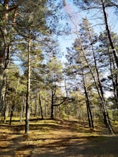 brown trees on brown field during daytime