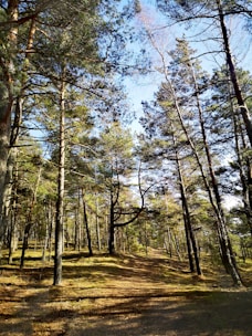 brown trees on brown field during daytime
