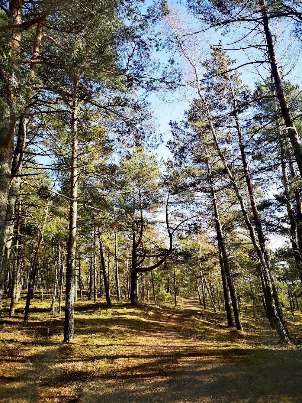 brown trees on brown field during daytime