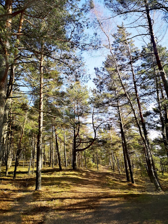 brown trees on brown field during daytime in Neringa Lithuania