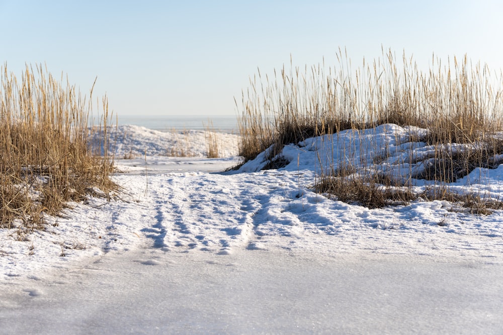 brown grass on snow covered ground during daytime