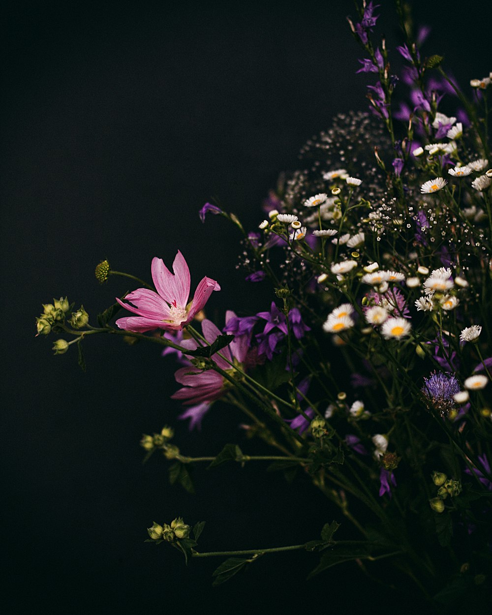 purple flowers with green leaves