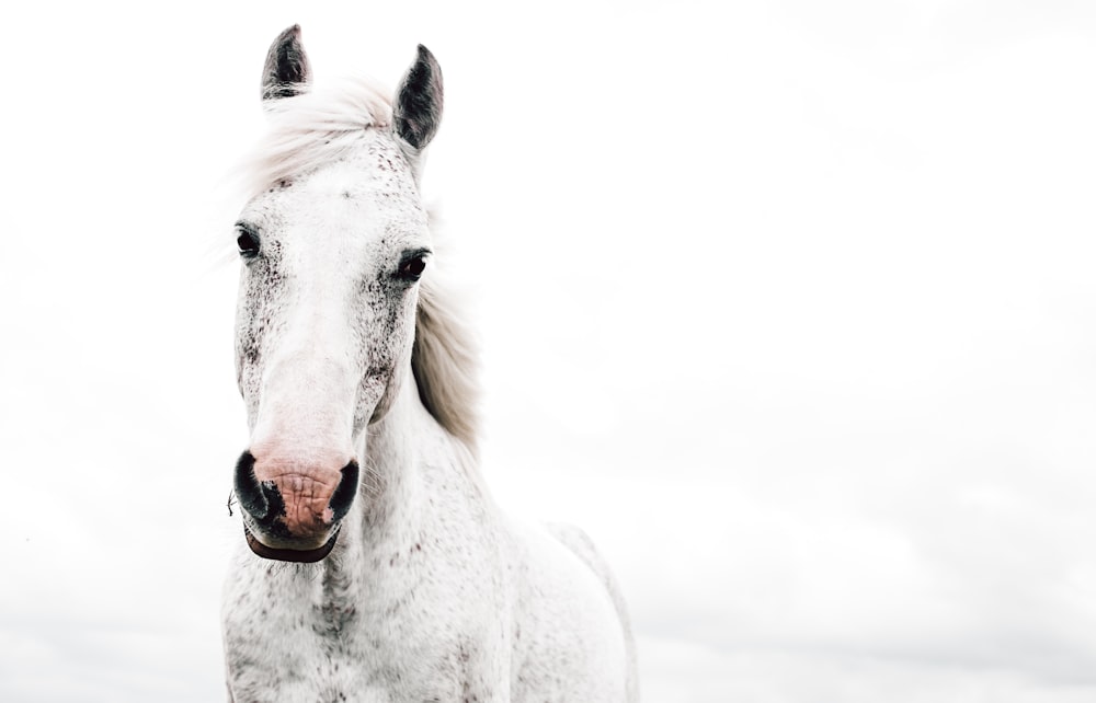 Weißes Pferd mit herausgestreckter Zunge