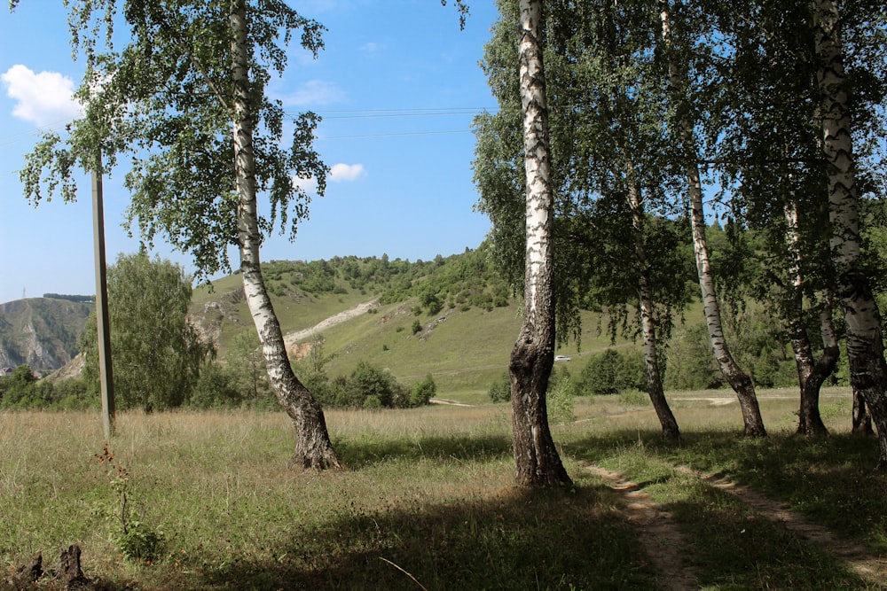 green grass field and trees under blue sky during daytime