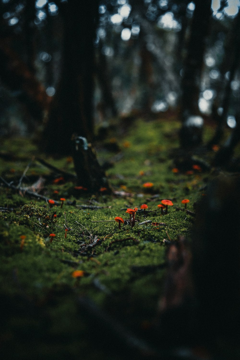 feuilles rouges sur l’herbe verte