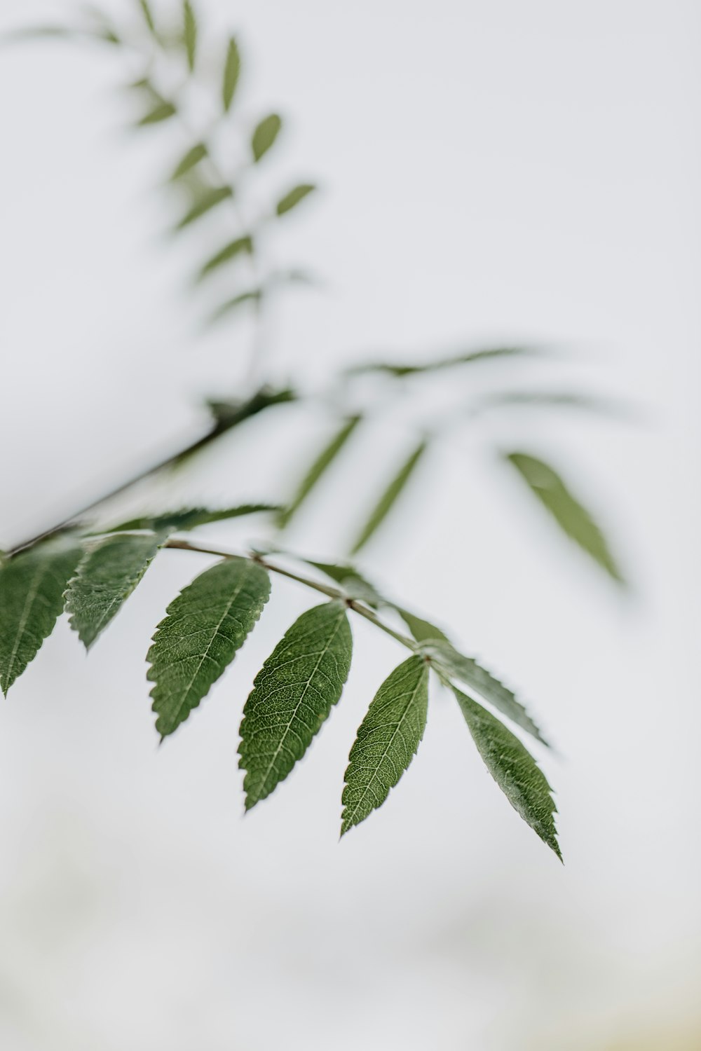 green leaves in close up photography