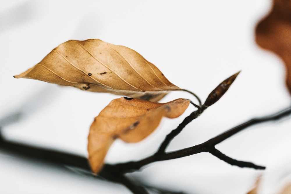 brown leaf on white surface