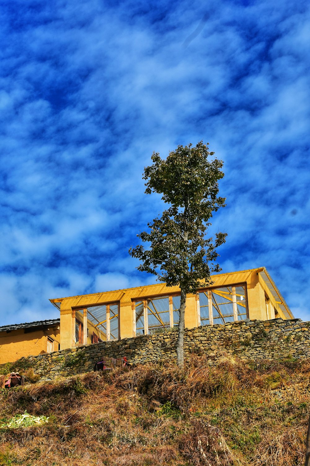 green tree near brown concrete building under blue sky during daytime