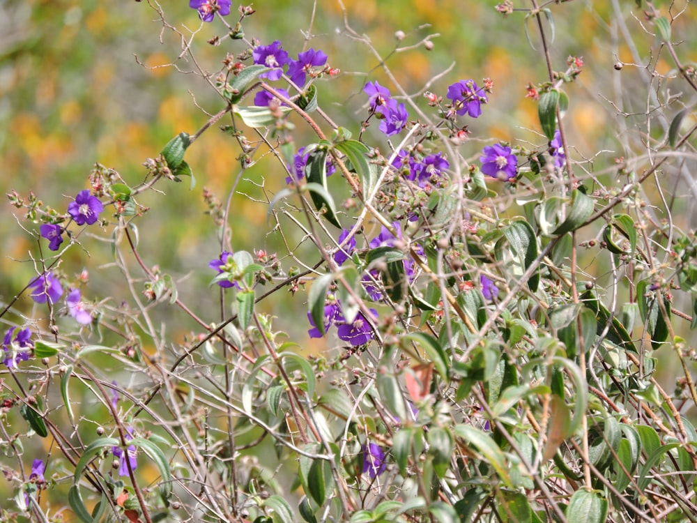 purple flowers in tilt shift lens