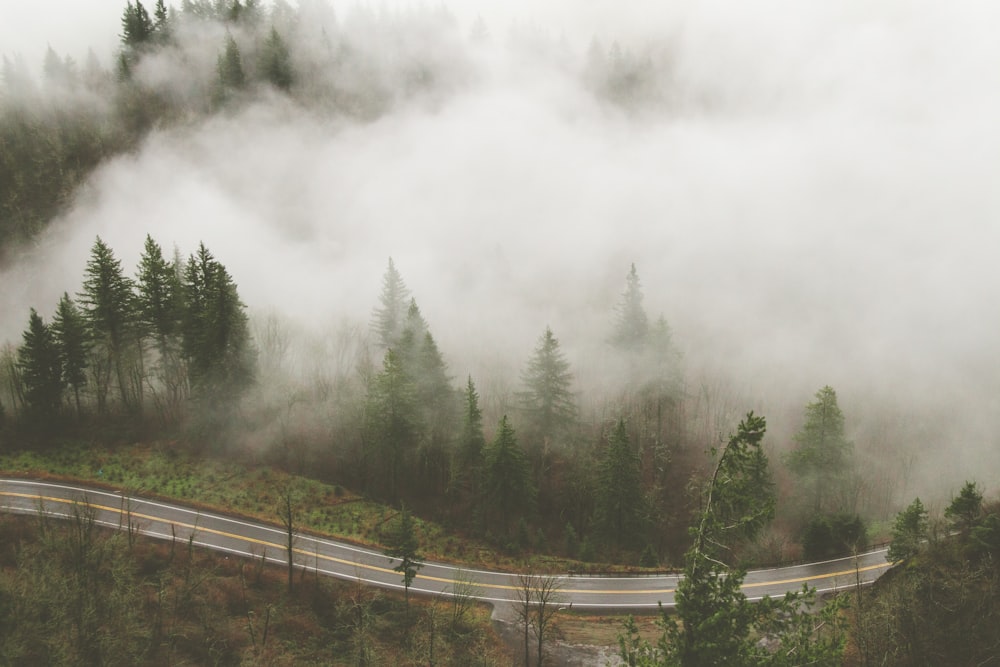 green pine trees covered with fog