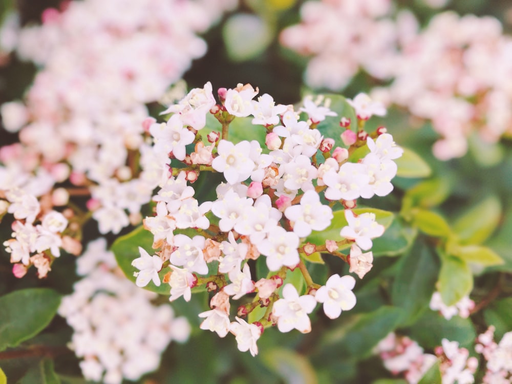 white and pink flowers in tilt shift lens