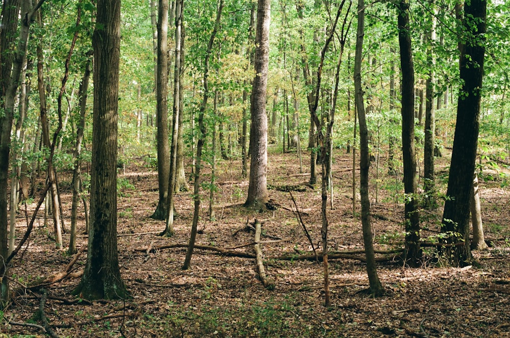 brown trees on brown soil