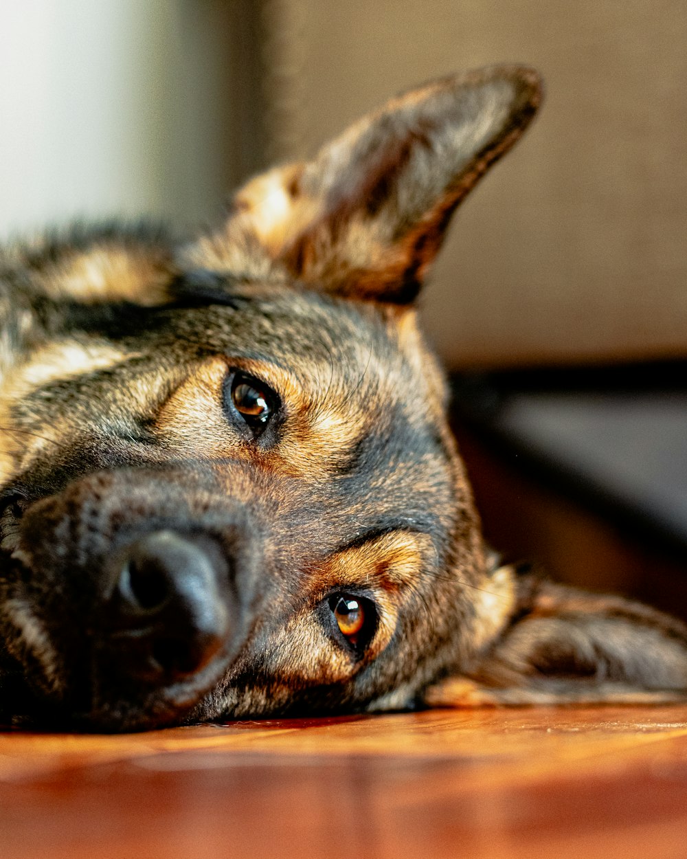 brown and black german shepherd