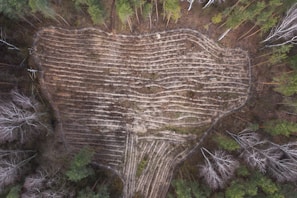 Close-up aerial shot of intricate patterns formed by forest canopy and clearings
