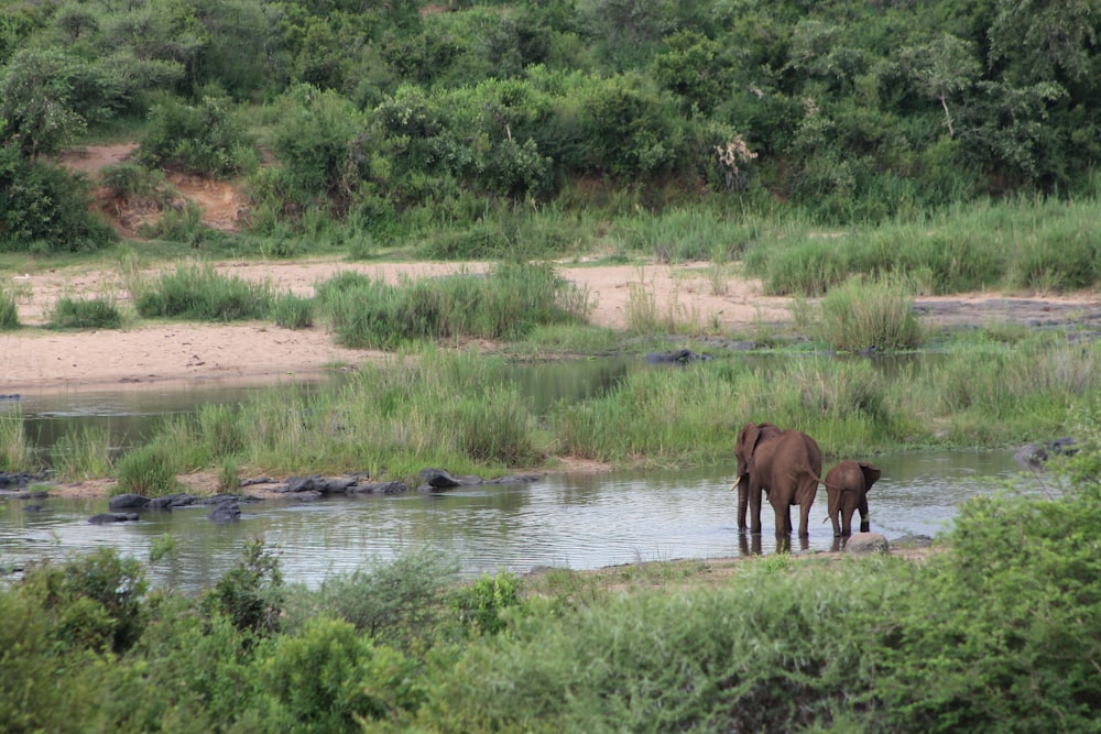 cavallo marrone sull'acqua durante il giorno