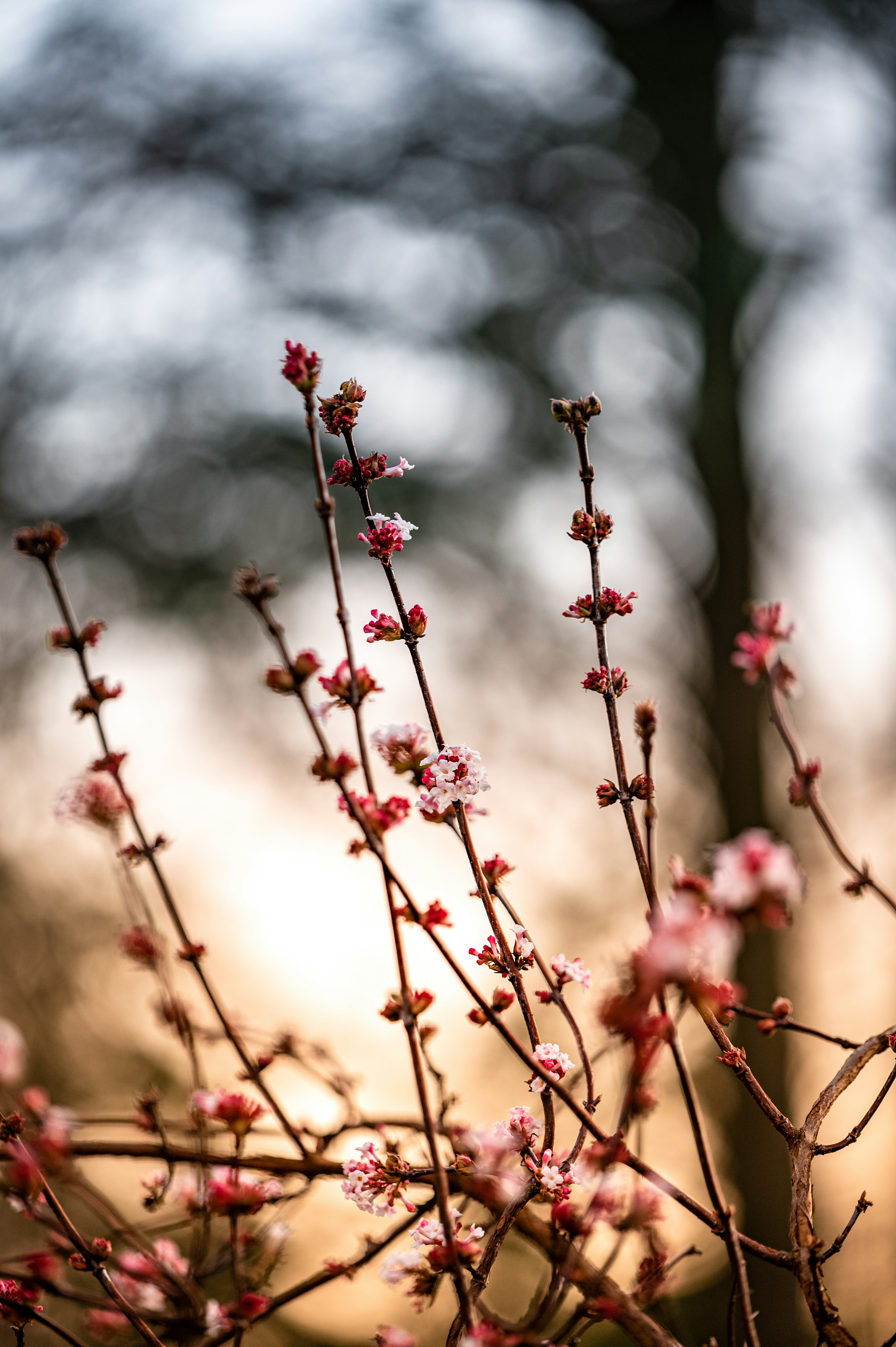 pink flower buds in tilt shift lens