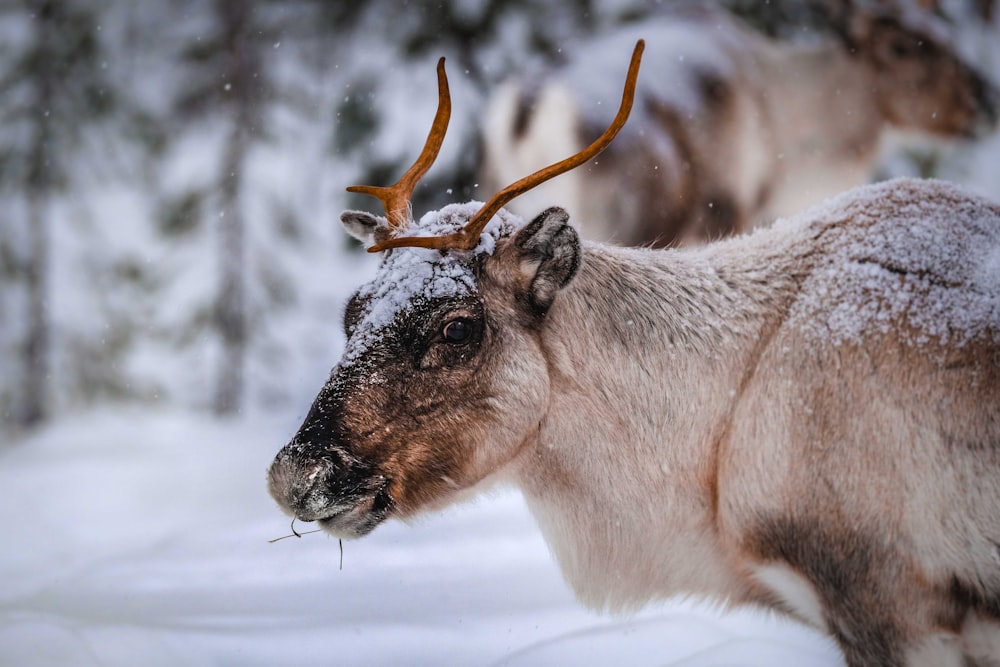 brown and white animal on snow covered ground