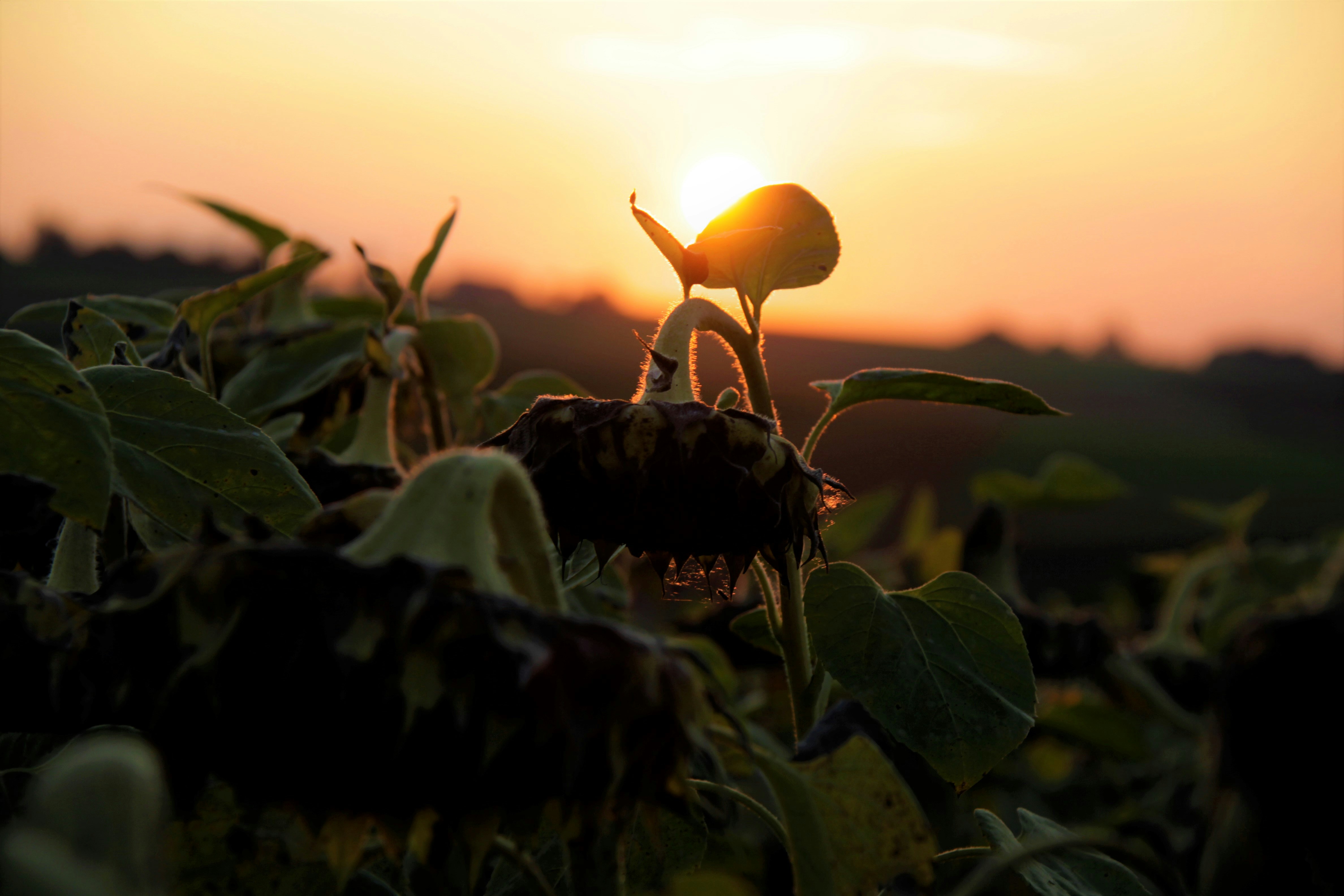 orange flower buds during sunset