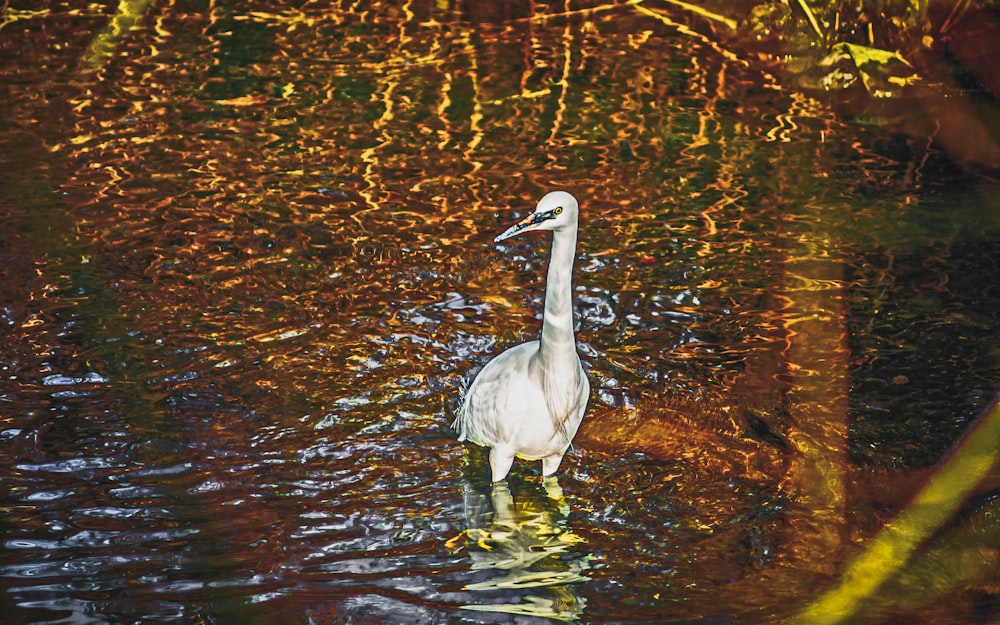 white long beak bird on water