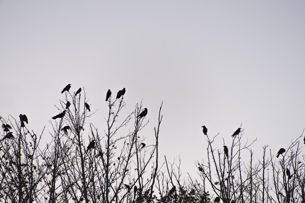 Silueta de pájaros en la rama del árbol durante el día