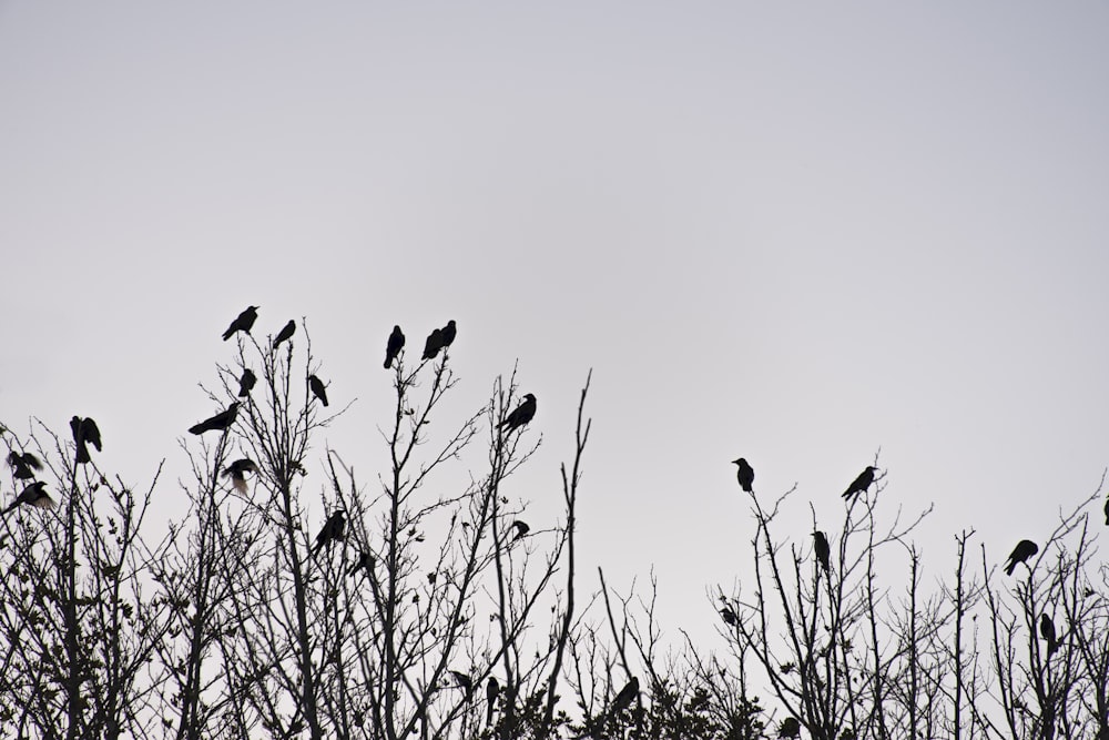 silhouette of birds on tree branch during daytime