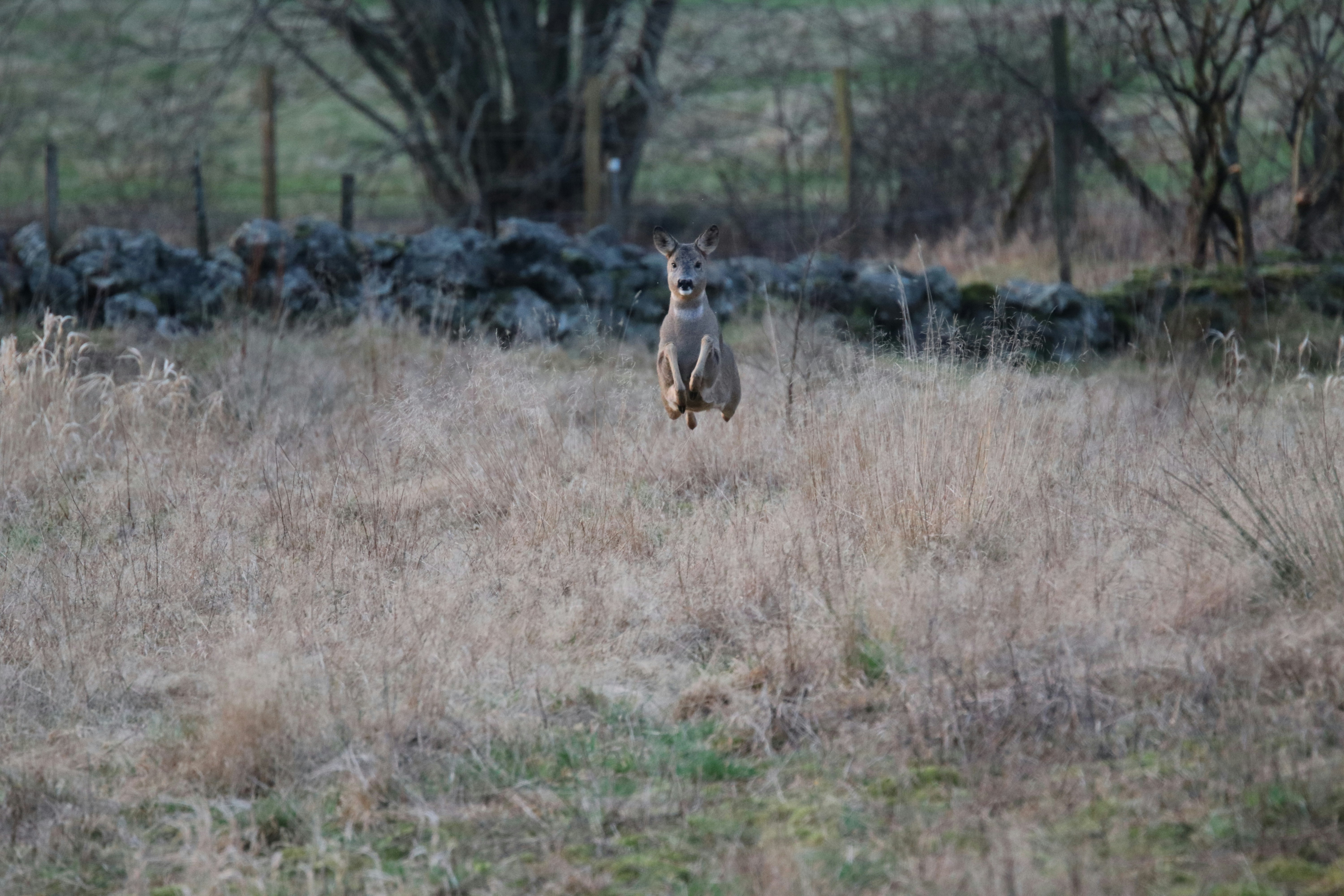 brown and white deer on brown grass field during daytime