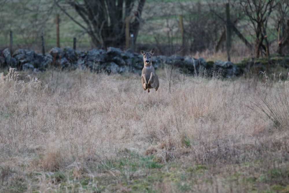 brown and white deer on brown grass field during daytime