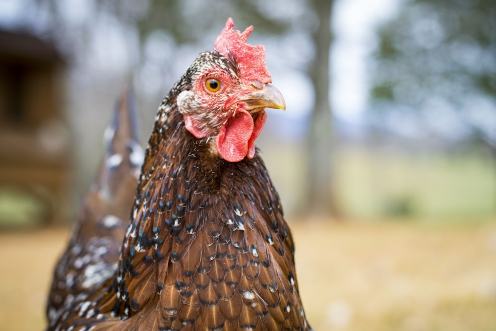 gallina marrón y negra en jaula