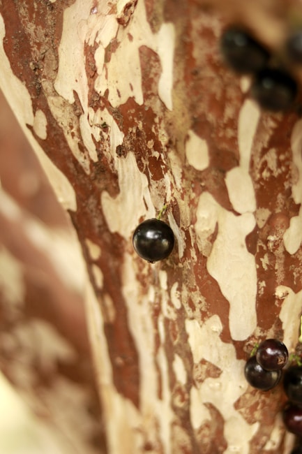 Clusters of small, dark purple fruits grow directly on the peeling, textured bark of a tree. The bark is a mix of light beige and reddish-brown colors, creating a striking contrast with the smooth fruits.