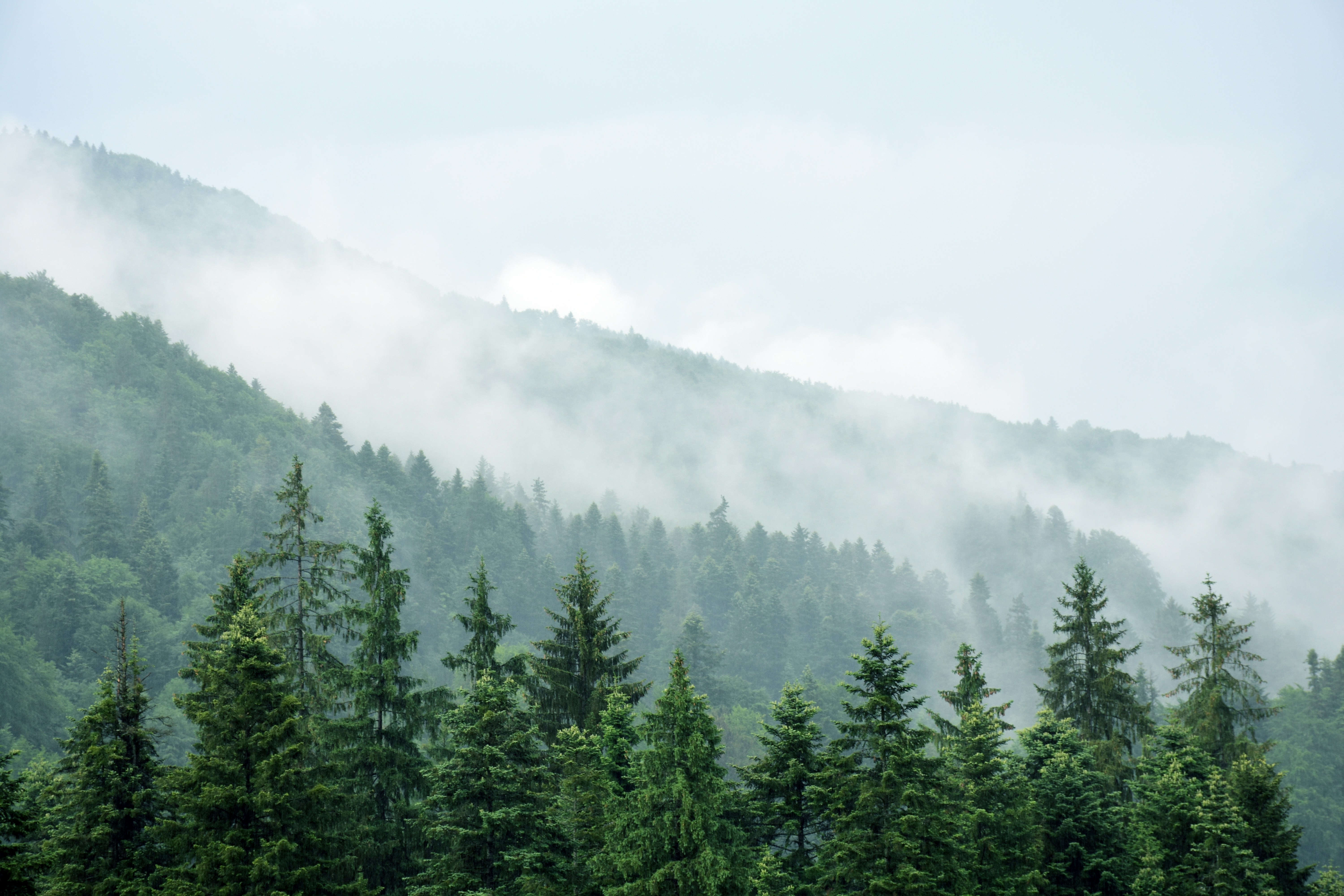 Photo by mirceadrian