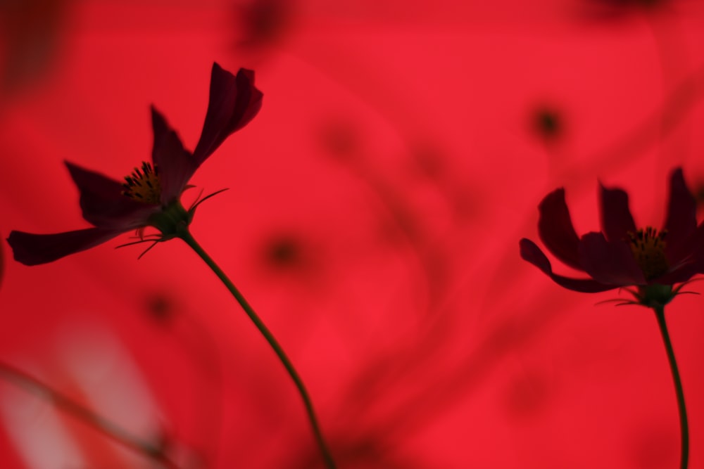 red flower in tilt shift lens