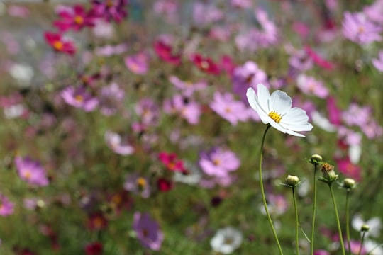 pink and white flower in tilt shift lens in Dilijan Armenia