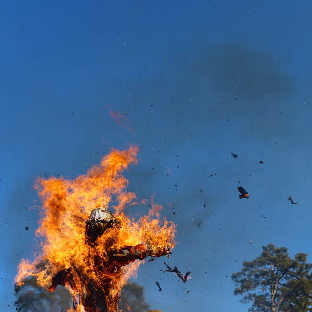 fire on tree during night time