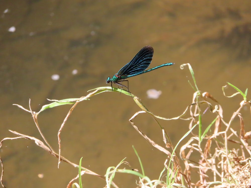 blue damselfly perched on green plant stem in water during daytime