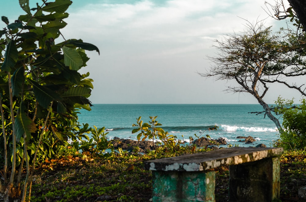 green tree near body of water during daytime