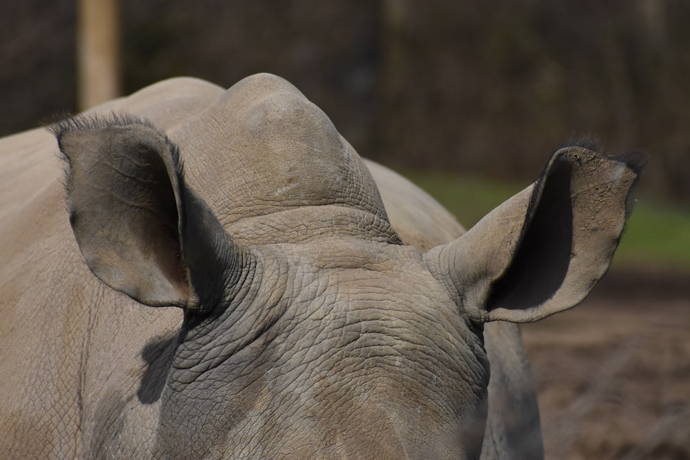 grey elephant in close up photography