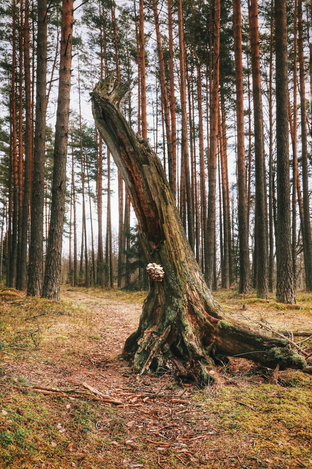 Natural landscape photo spot SÄ“jas novads Limbaži Parish