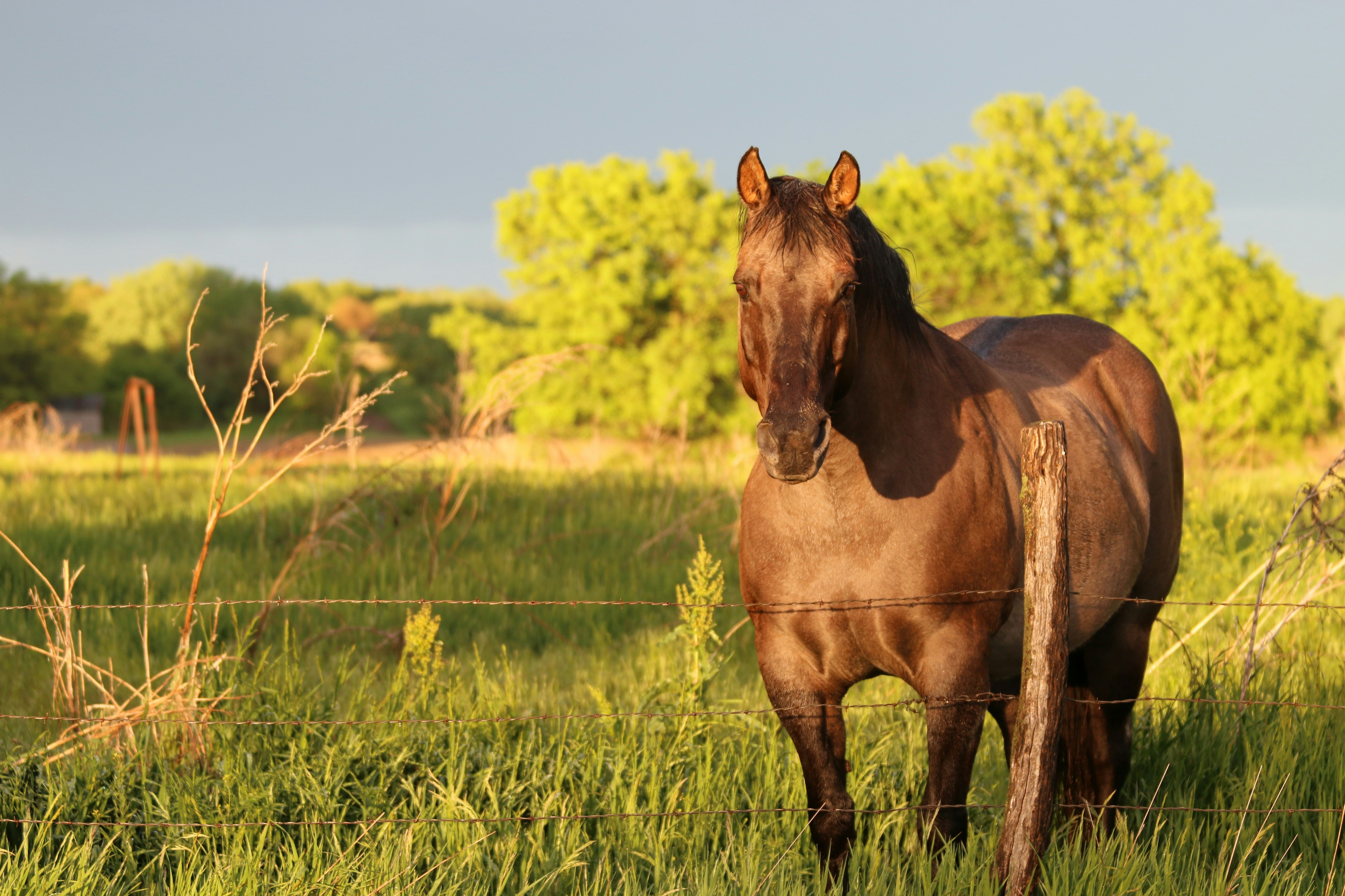 Cavalo Mangalarga Marchador