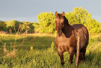 A stunning Arabian horse in a lush green pasture.