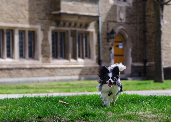 Pet Friendly Stays