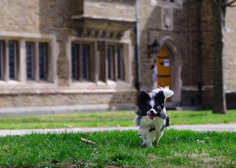 Best Pet-Friendly Hotels and Stays in York for Travelers With Furry Companions