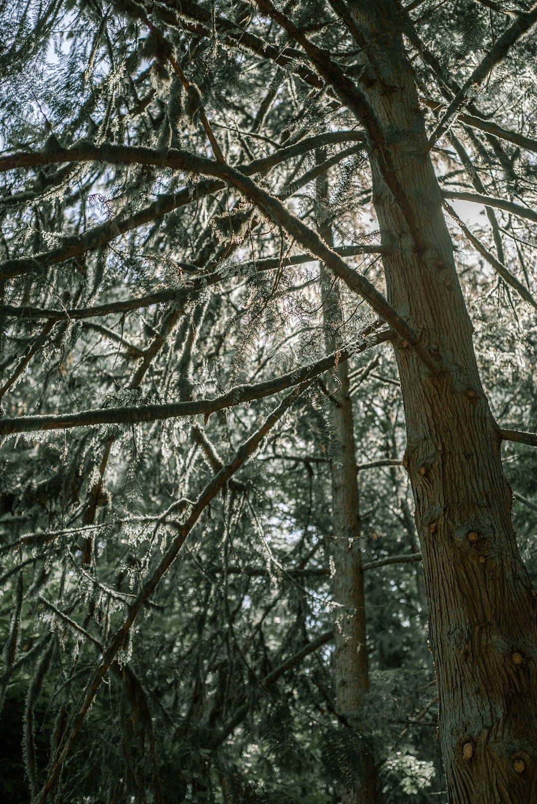 brown tree branch during daytime