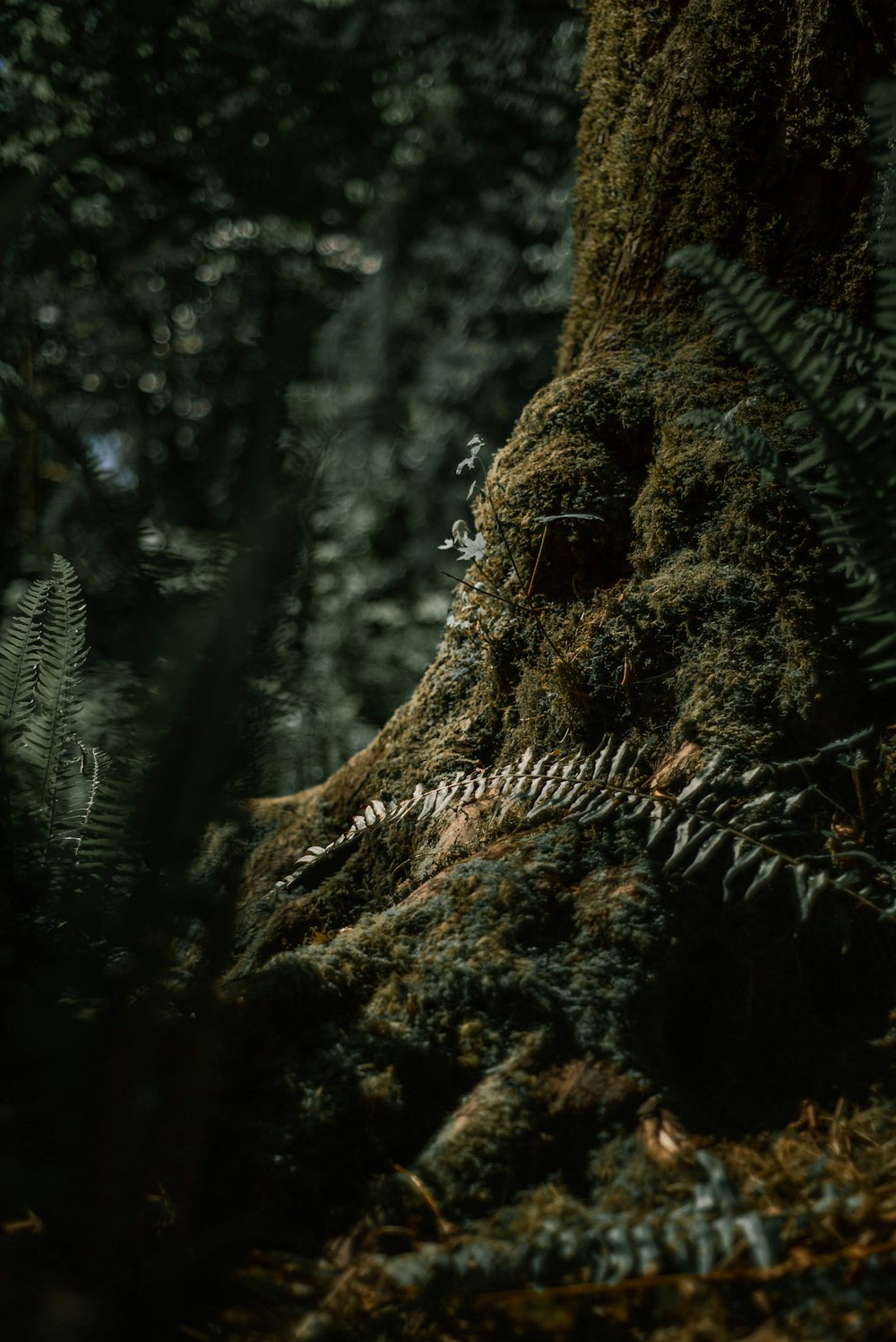 brown pine cone on brown tree trunk