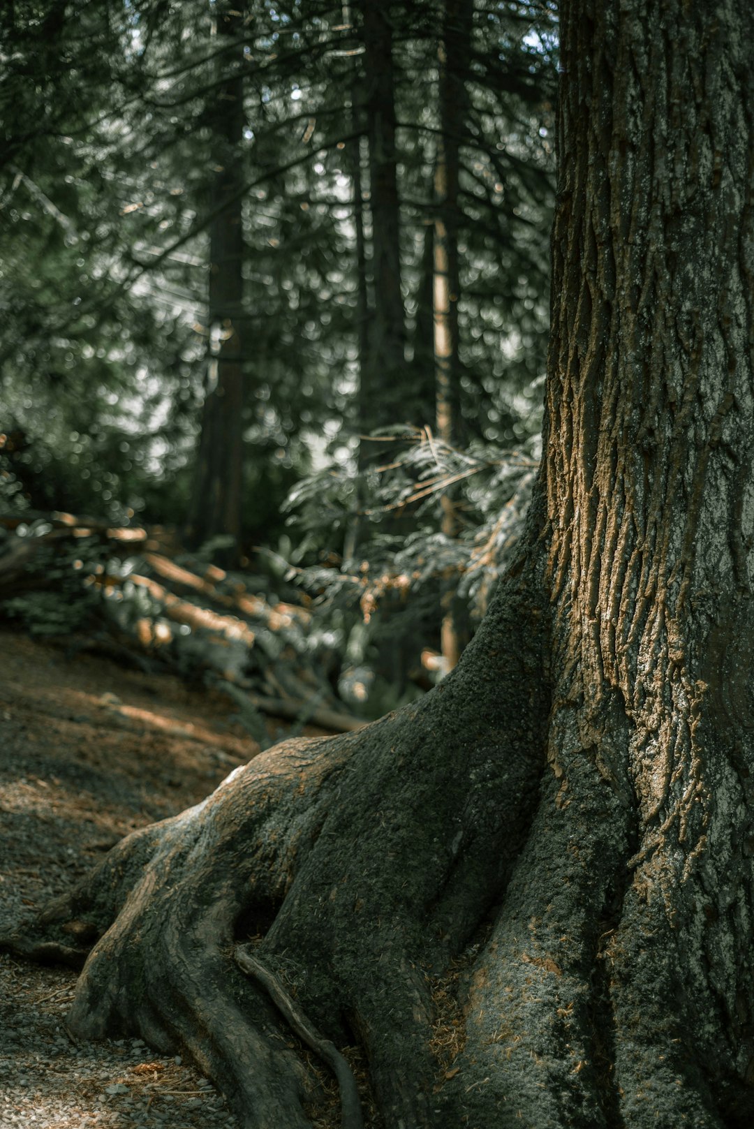 brown tree trunk in forest during daytime