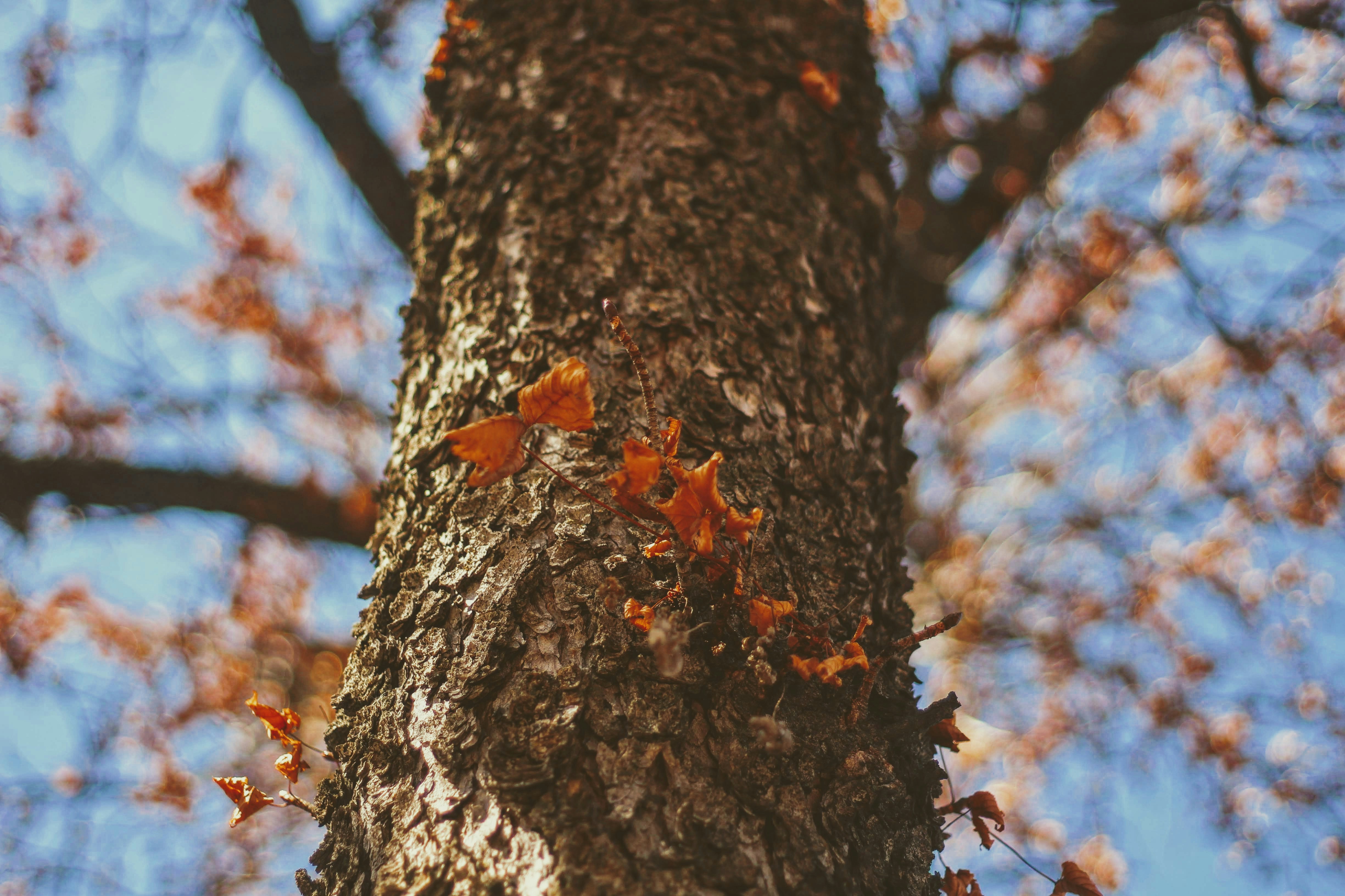 Photo by joshua_hoehne