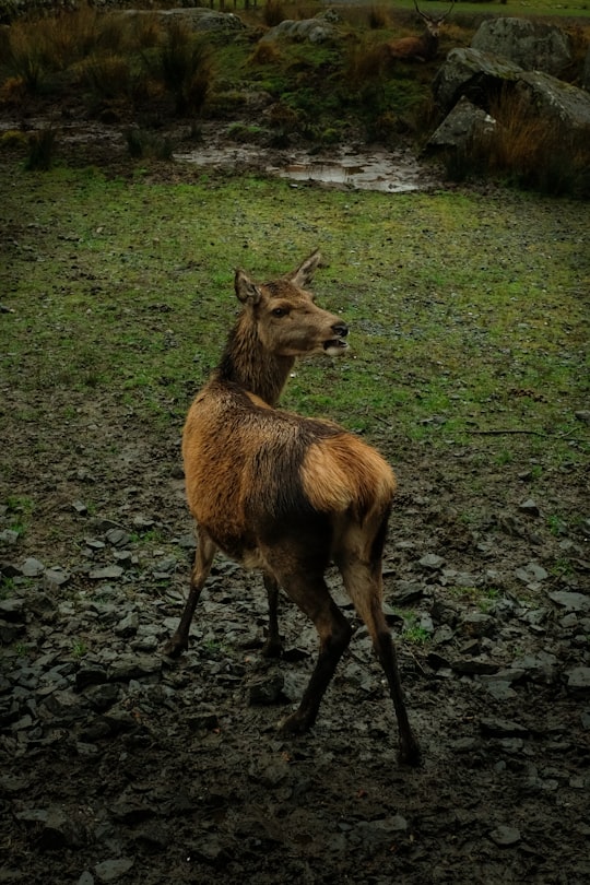 brown deer on green grass field during daytime in New Galloway United Kingdom