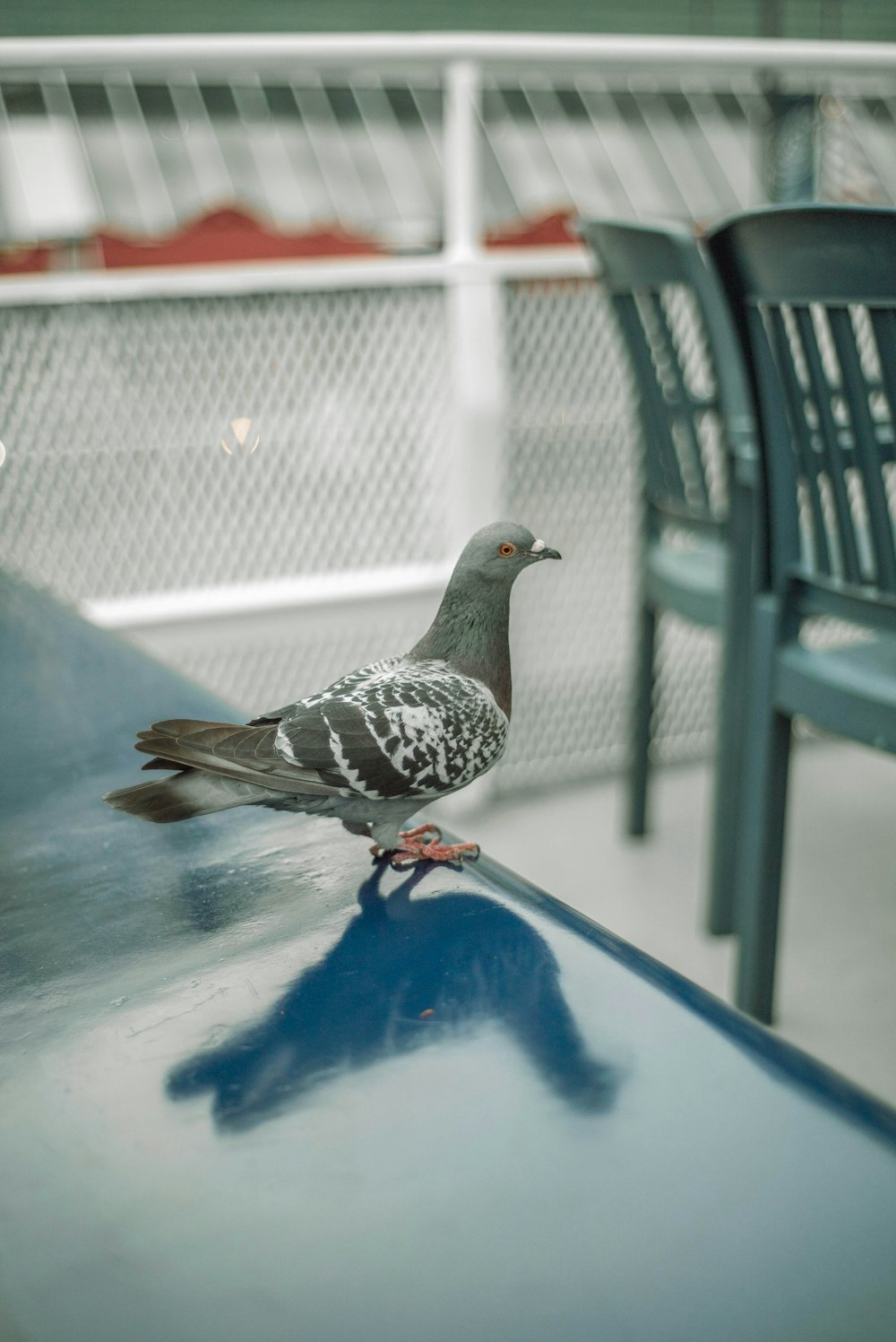 gray and white bird on blue metal fence